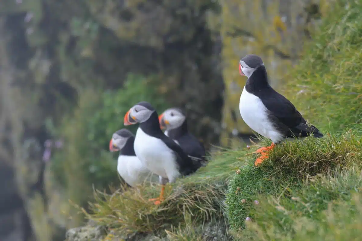 Jökulsárlón Glacier Lagoon Private tour 4
